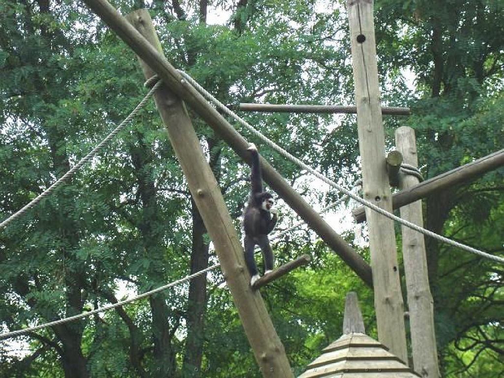 149 BIO PARC DE DOUE LA FONTAINE 5- 2016_000028.jpg